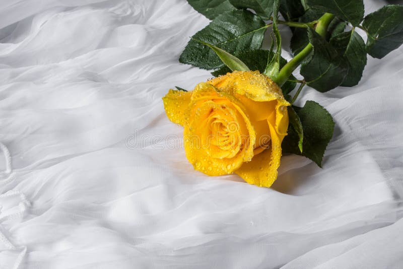 Yellow Rose with Water Drops Fabric Background Stock Image Image of