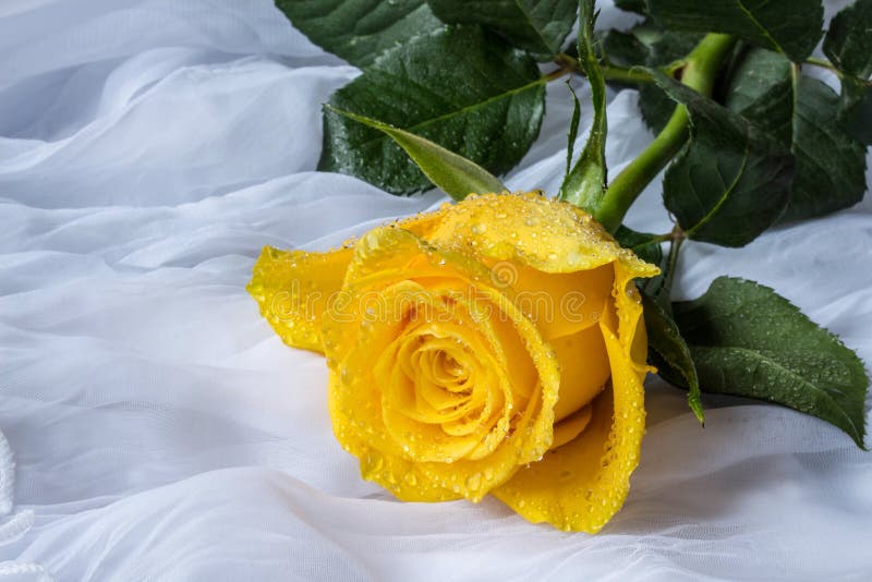 Yellow Rose with Water Drops Fabric Background Stock Image Image of