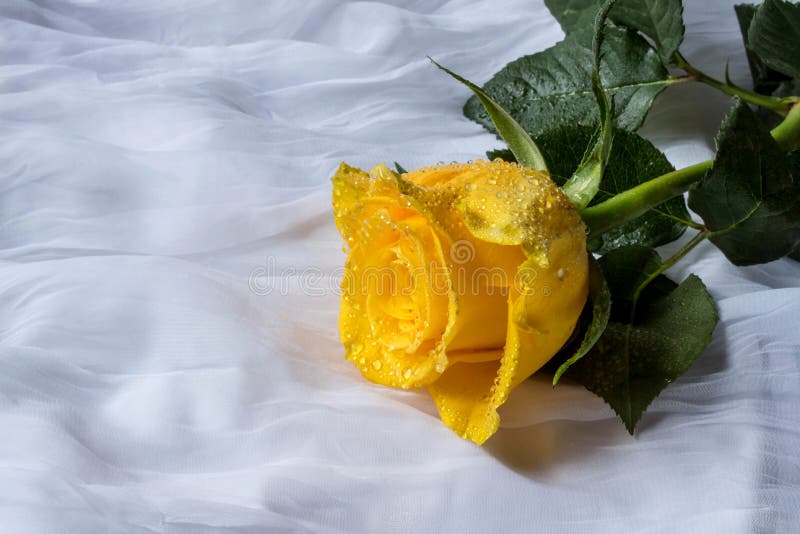 Yellow Rose with Water Drops Fabric Background Stock Image Image of