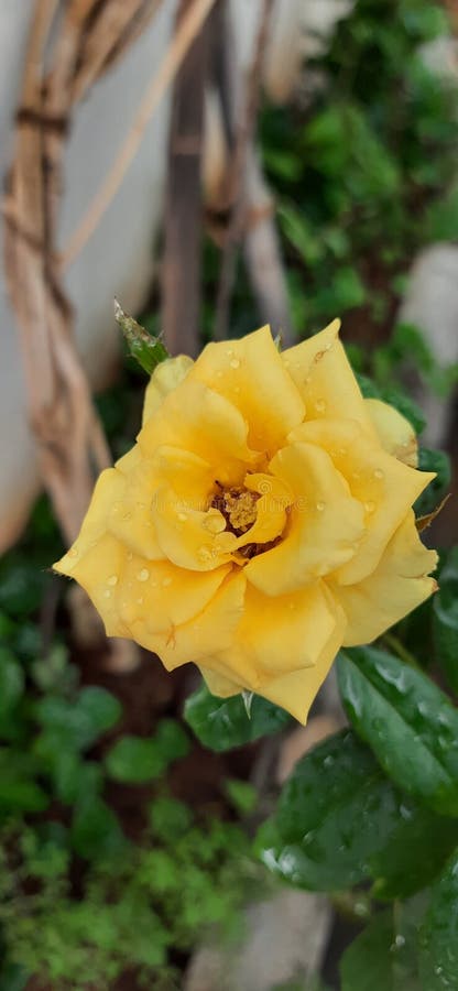 Yellow Rose with Water Drops Stock Image Image of drops, nature