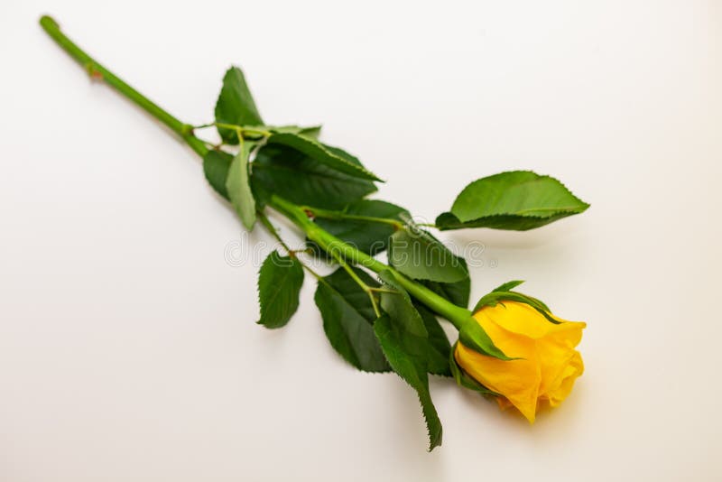 Yellow rose on white background, isolated royalty free stock photos Yellow rose on white background, isolated royalty free stock photos