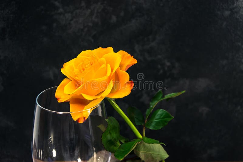 Yellow Rose and Wine Glass on the Dark Background Stock Photo Image