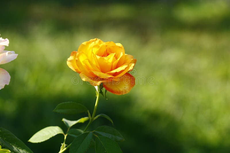 Yellow rose close-up stock image. Image of green, rose - 57933511