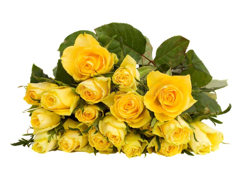 Yellow rose bouquet cutout stock photo. Image of natural 3933450