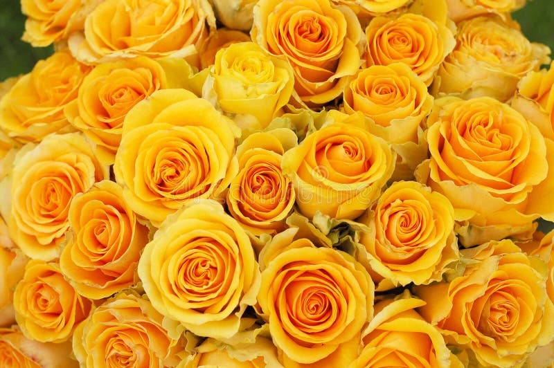 Yellow roses stock photo. Image of florist, cultivated 3355892