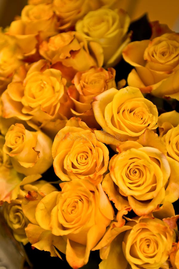Yellow Roses Picture. Image 5000053