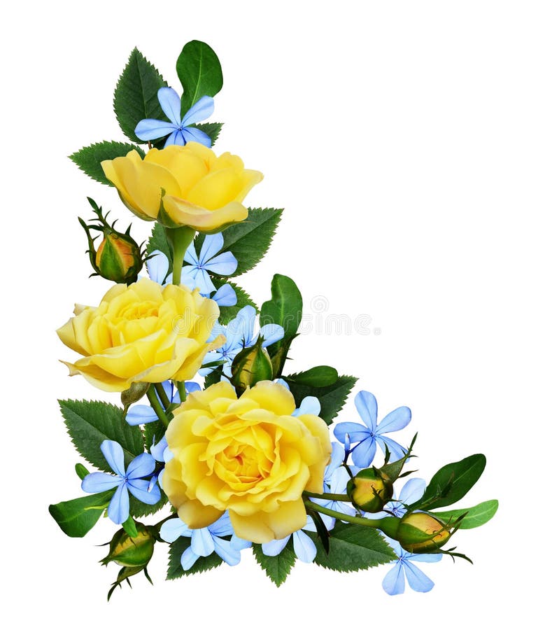 Yellow roses and blue small flowers in a corner arrangement royalty free stock images