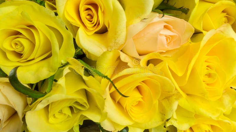 Yellow Roses In The Bouquet Stock Photo - Image of beauty, roses: 85883728