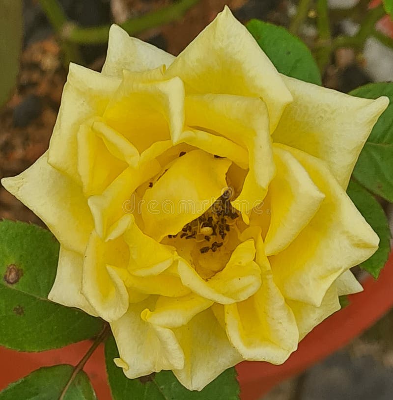 Yellow Roses for Friendship Stock Image Image of yellow, produce