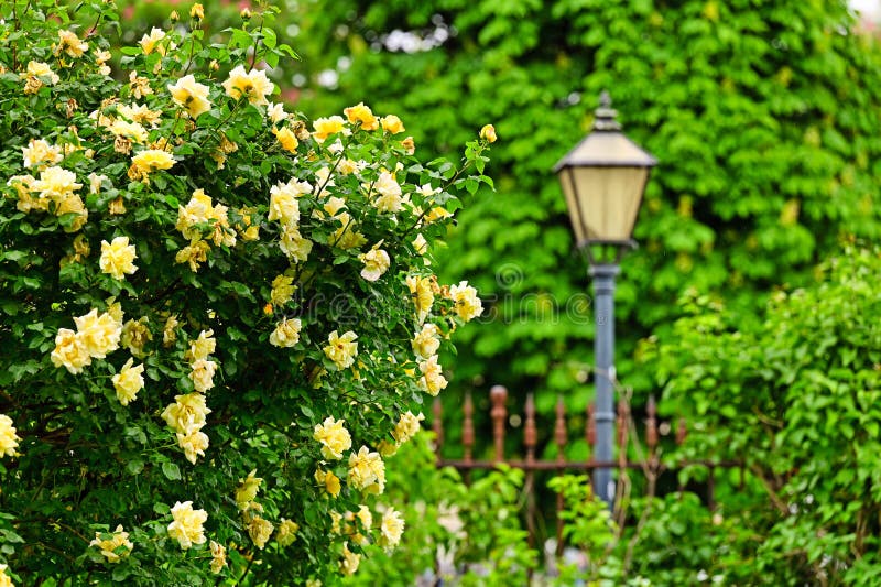Yellow roses garden in spring, Volksgarten, Vienna stock photos