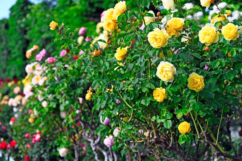 Yellow roses garden in springtime, Volksgarten, Vienna royalty free stock photo