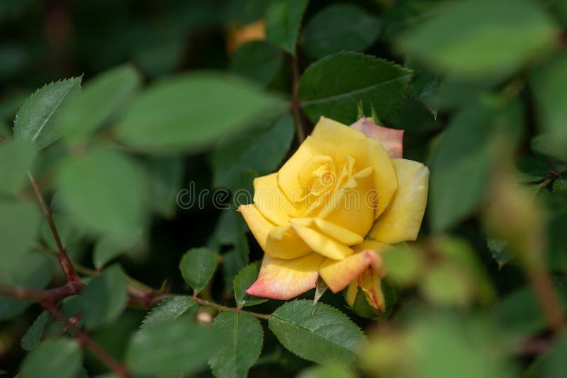 Yellow Roses on a Green Background Stock Photo Image of blooming