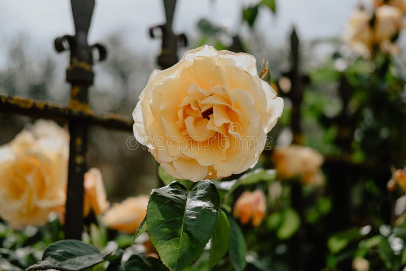 2,583 Roses Spain Photos Free & RoyaltyFree Stock Photos from Dreamstime