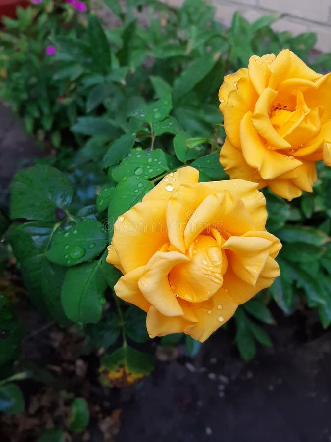 Yellow Roses after the Rain Stock Image Image of garden, petal 247883899
