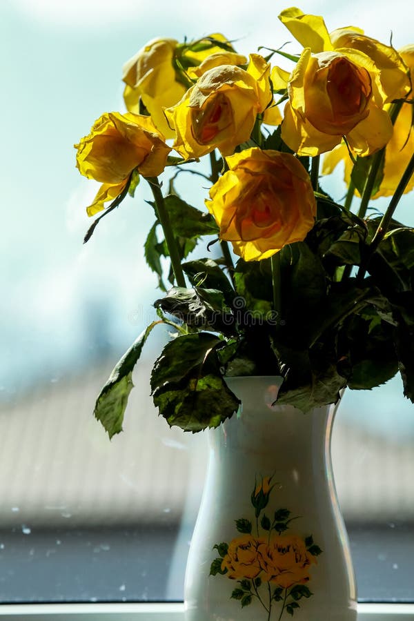Wilted roses in vase stock photo. Image of flower, body 40890398