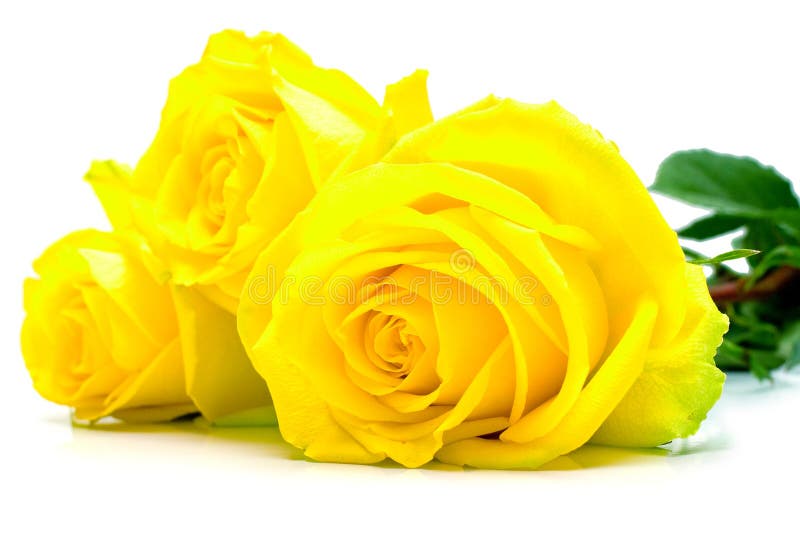 Yellow roses on white stock image. Image of natural, floral - 9921315