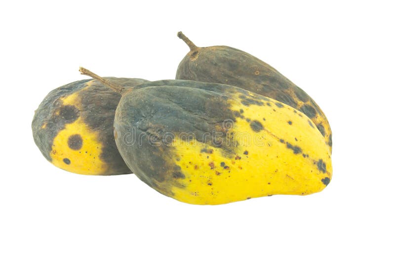 Rotting mango hi-res stock photography and images - Alamy