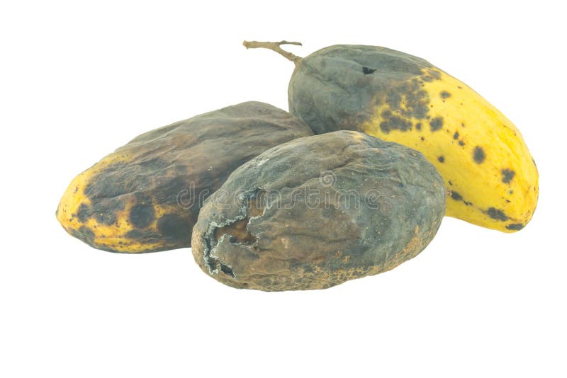 Yellow Rotten Mango Fruit Isolated on Wood Stock Image - Image of hanger,  isolated: 81459851