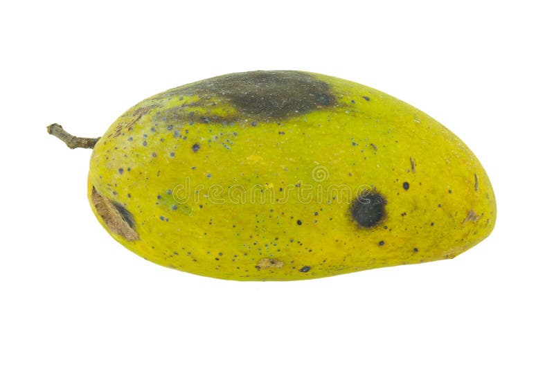 Mango Fruits Ripen And Rotten On A White Background Stock Photo - Download  Image Now - iStock