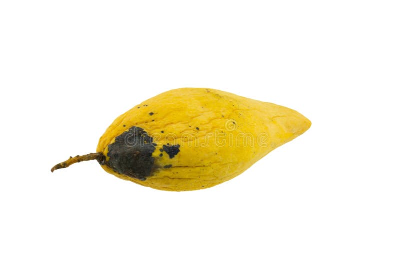 Rotten mango. Overripe Fruit on a white background.Isolated Stock Photo