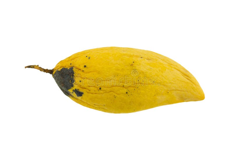 Yellow Rotten Mango Fruit Isolated on Wooden Stock Image - Image of drink,  illness: 81467139