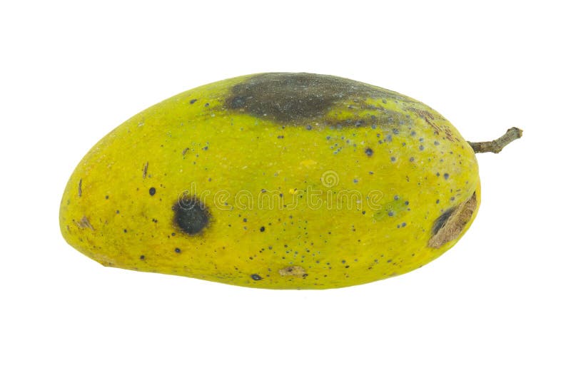 Rotten Mango Fruit Isolated, Background, Bad, Black PNG Transparent Image  and Clipart for Free Download