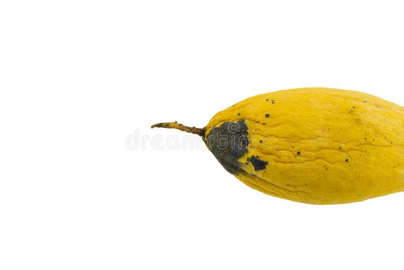 Yellow Rotten Mango Fruit Isolated on Wood Stock Image - Image of hanger,  isolated: 81459851