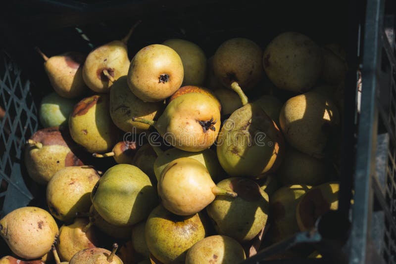 The Rotten Fruit Box