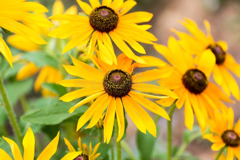 Yellow Rudbeckia Flower in Garden Stock Photo Image of daisy, brown 47513720