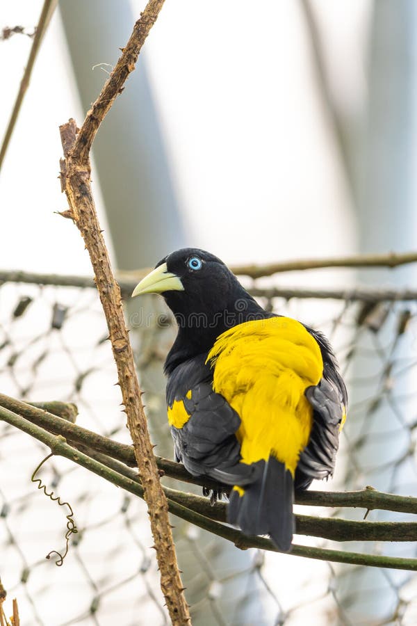 Yellow-rumped Cacique Cacicus Cela Sitting on Branch, Portrait Photography.  Bird with Beautiful Blue Eyes is Sitting on Trunk Stock Photo - Image of  natural, beak: 171351768