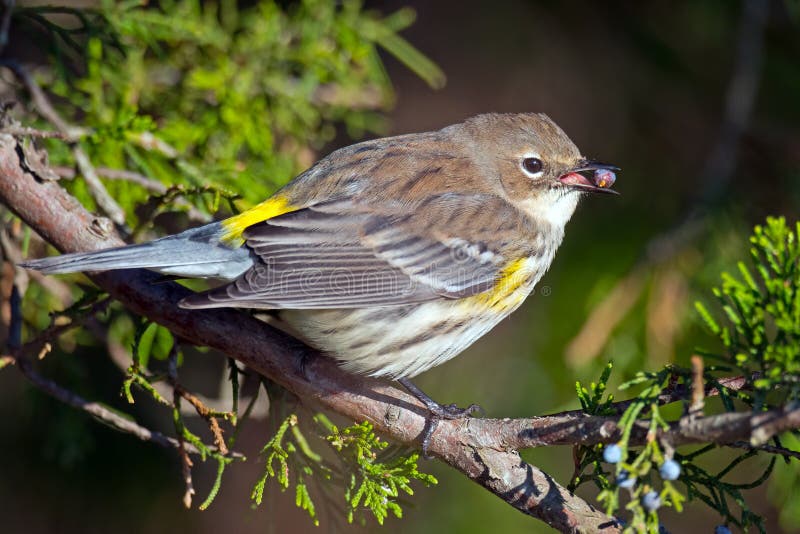 Yellow-rumped Warbler royalty free stock image Yellow-rumped Warbler royalty free stock image