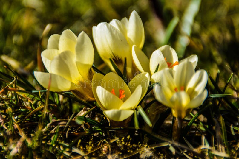 Yellow saffron stock image. Image of bunch, colorful 88071175