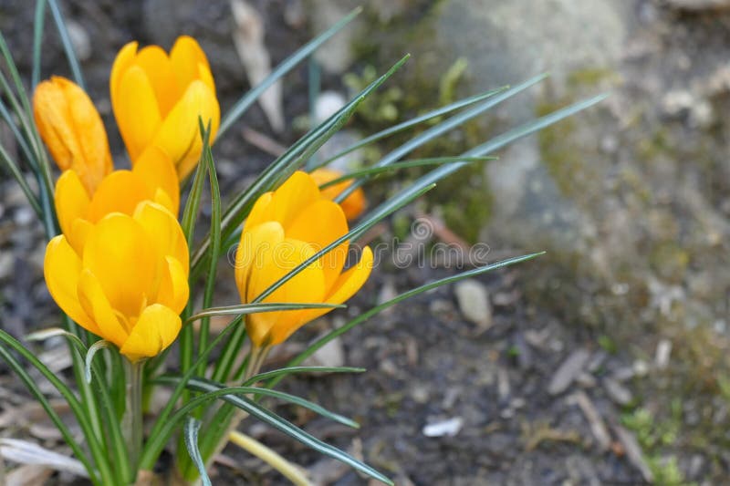 Yellow Saffron Flower in the Garden Background Stock Image Image of