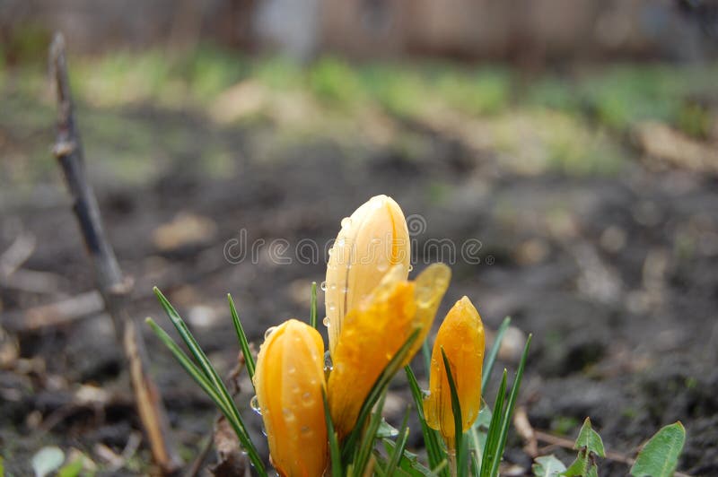 Yellow Saffron Rice with Green Garnish Stock Image Image of