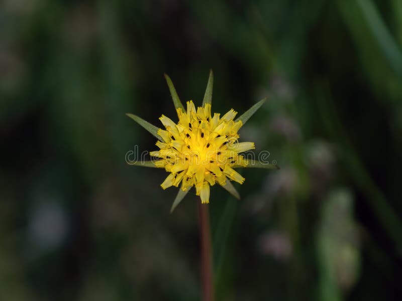 Yellow Salsify in Flower in British Countryside royalty free stock images