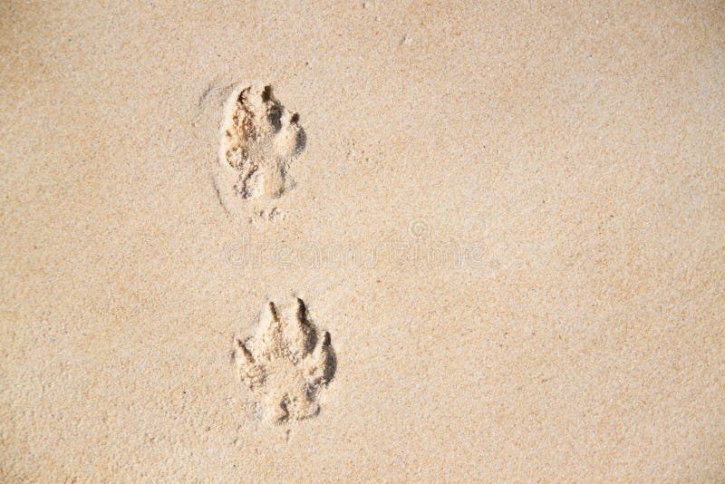 Footprints in the Sand on the Beach Stock Photo - Image of beauty ...