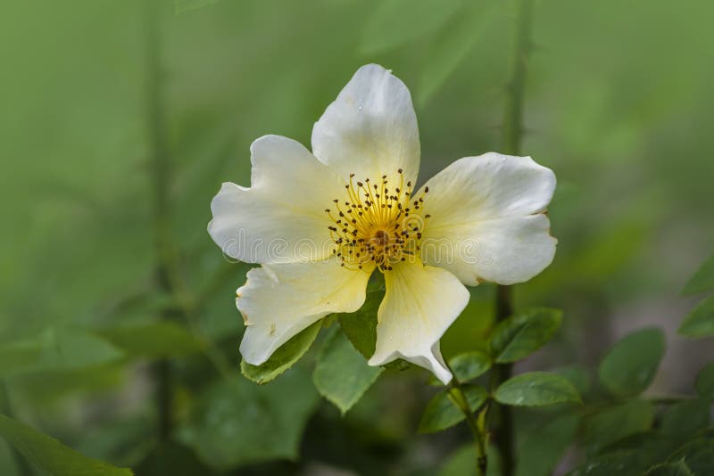 Yellow Scotch Rose Flower in the Garden. Latin: Rosa Laevigata or