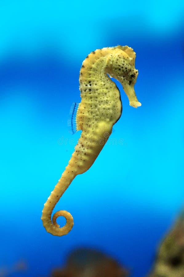 Yellow sea-horse. On blue water background Yellow sea-horse. On blue water background