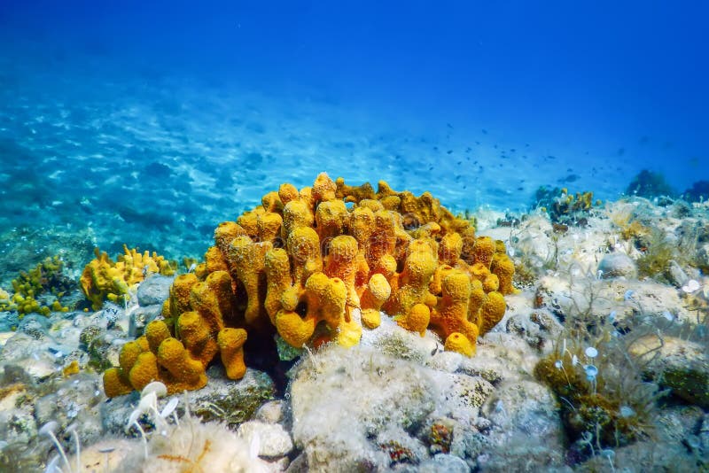 Yellow Sea Sponge, Bottom of Tropical Sea, Underwater