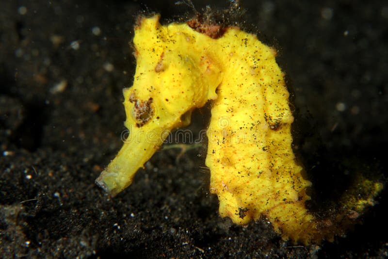 Yellow seahose close up , Lembeh Straits. Yellow seahose close up , Lembeh Straits.