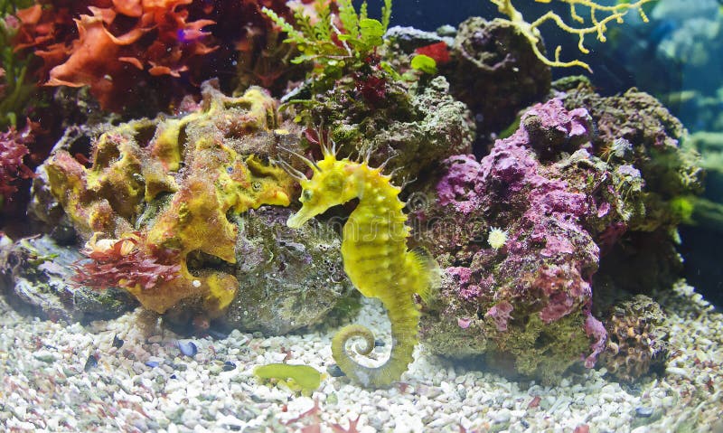 Seahorse Deep sea creatures, Seahorse, Sea creatures