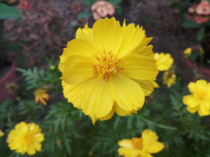 Yellow Season Flower Delicate Nature Beautiful Stock Image Image of