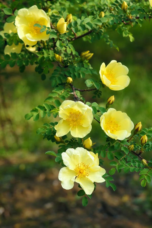 Yellow siberian rose stock photo. Image of rosa, yellow ... Yellow siberian rose stock photo. Image of rosa, yellow ...
