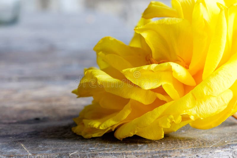 Yellow silk cotton flower stock image. Image of flowers 50073085