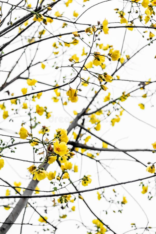 Yellow Silk Cotton Tree Flower on Tree Isolated Stock Photo Image of