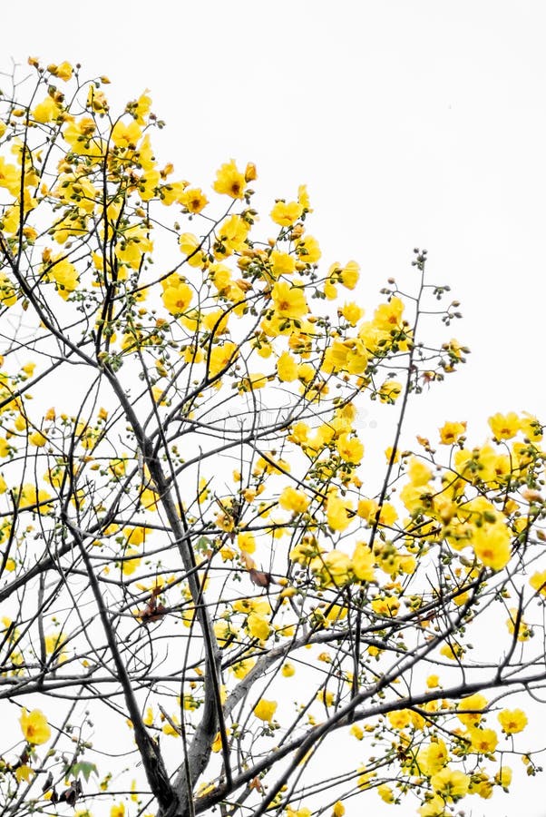 Yellow Silk Cotton Tree Flower on Tree Isolated Stock Photo Image of winter, white 70039834