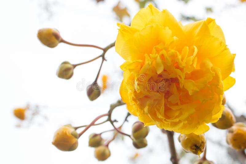 Yellow Silk Cotton Tree Flowers Stock Photo - Image of flowers, yellow