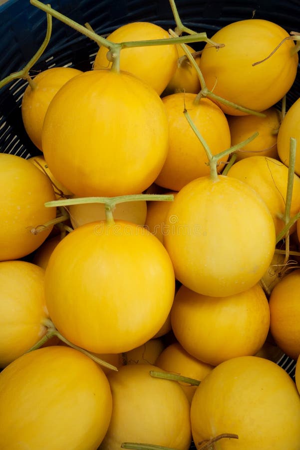 Yellow skin melon stock image. Image of food, melon, round 45505711