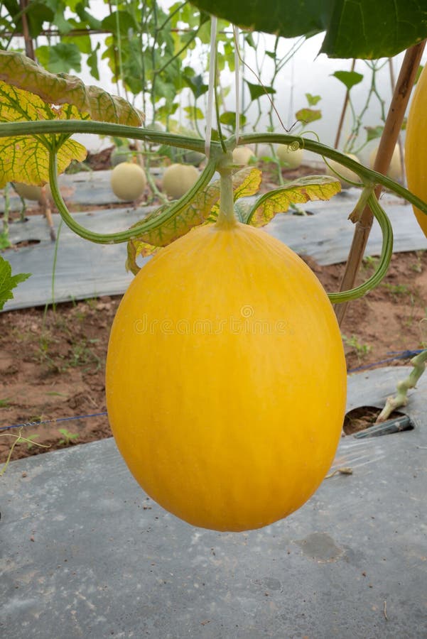 Yellow skin melon stock photo. Image of netted, greenhouse 46132576
