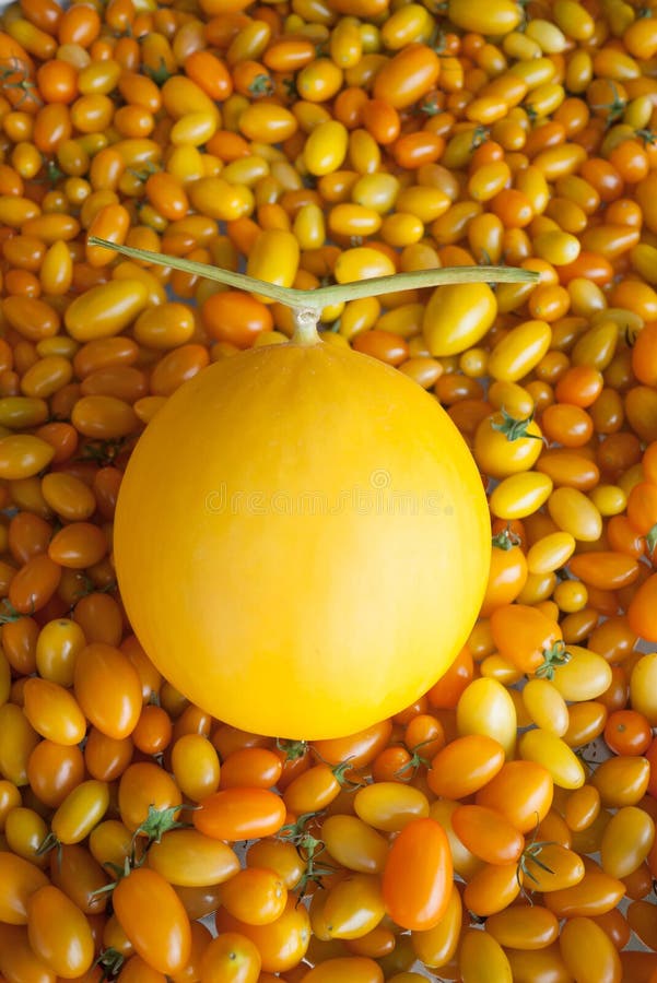 Yellow skin melon stock photo. Image of rind, consumption 45505790